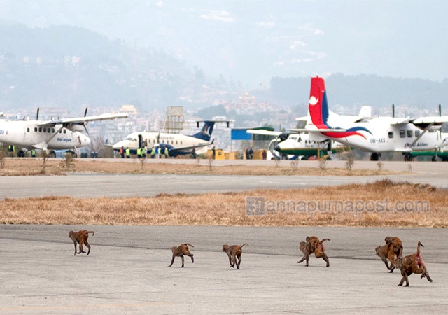 Monkeys running haphazardly in the runway