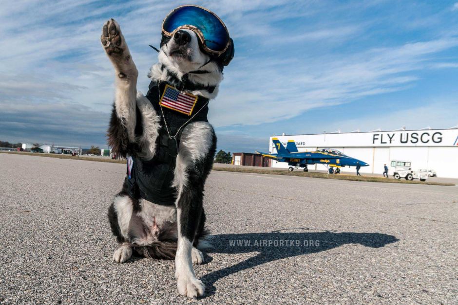 Michigan's Cherry Capital Airport: K-9 Piper 